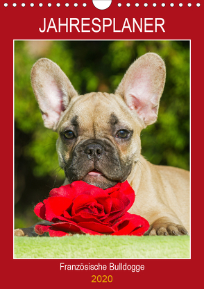 Jahresplaner Französische Bulldogge (Wandkalender 2020 DIN A4 hoch) von Starick,  Sigrid