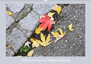 Jahreszeiten in Nahaufnahme (Wandkalender 2019 DIN A2 quer) von schlipho