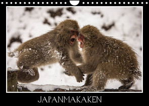 Japanmakaken (Wandkalender 2022 DIN A4 quer) von Schwarz Fotografie,  Thomas