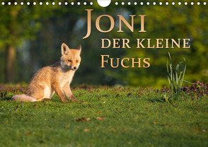 Joni, der kleine Fuchs (Wandkalender 2020 DIN A4 quer) von Zerletti,  Marcello