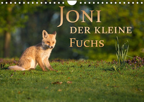 Joni, der kleine Fuchs (Wandkalender 2023 DIN A4 quer) von Zerletti,  Marcello