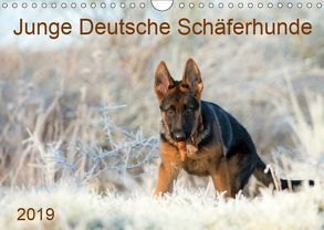 Junge Deutsche Schäferhunde (Wandkalender 2019 DIN A4 quer) von Schiller,  Petra