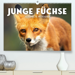 Junge Füchse – Verspielte Neugierde. (Premium, hochwertiger DIN A2 Wandkalender 2023, Kunstdruck in Hochglanz) von SF