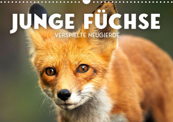 Junge Füchse – Verspielte Neugierde. (Wandkalender 2023 DIN A3 quer) von SF