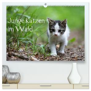 Junge Katzen im Wald (hochwertiger Premium Wandkalender 2024 DIN A2 quer), Kunstdruck in Hochglanz von Oldani,  Dorothea