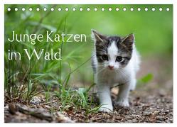 Junge Katzen im Wald (Tischkalender 2024 DIN A5 quer), CALVENDO Monatskalender von Oldani,  Dorothea
