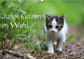 Junge Katzen im Wald (Wandkalender 2023 DIN A2 quer) von Oldani,  Dorothea