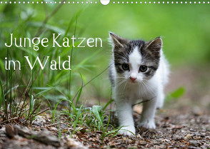 Junge Katzen im Wald (Wandkalender 2023 DIN A3 quer) von Oldani,  Dorothea