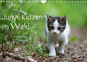 Junge Katzen im Wald (Wandkalender 2023 DIN A4 quer) von Oldani,  Dorothea