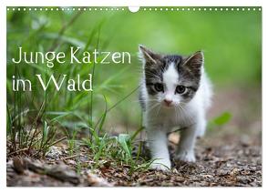Junge Katzen im Wald (Wandkalender 2024 DIN A3 quer), CALVENDO Monatskalender von Oldani,  Dorothea