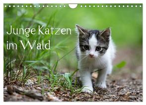Junge Katzen im Wald (Wandkalender 2024 DIN A4 quer), CALVENDO Monatskalender von Oldani,  Dorothea