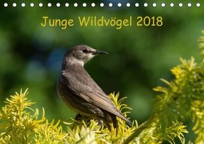 Junge Wildvögel (Tischkalender 2018 DIN A5 quer) von Heidebluth,  Dagmar