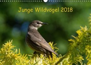 Junge Wildvögel (Wandkalender 2018 DIN A3 quer) von Heidebluth,  Dagmar