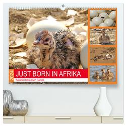 JUST BORN IN AFRIKA Kalahari Straussen Babies (hochwertiger Premium Wandkalender 2024 DIN A2 quer), Kunstdruck in Hochglanz von Fraatz,  Barbara