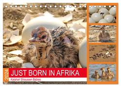 JUST BORN IN AFRIKA Kalahari Straussen Babies (Tischkalender 2024 DIN A5 quer), CALVENDO Monatskalender von Fraatz,  Barbara