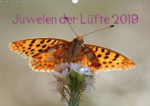 Juwelen der Lüfte 2019 (Wandkalender 2019 DIN A3 quer) von Witkowski,  Bernd