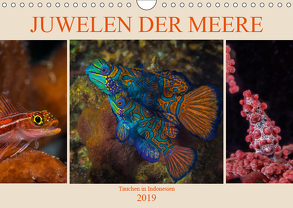Juwelen der Meere (Wandkalender 2019 DIN A4 quer) von Gödecke,  Dieter