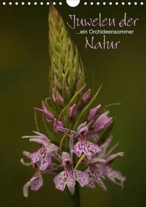 Juwelen der Natur – Ein Orchideensommer (Wandkalender 2020 DIN A4 hoch) von Stamm,  Dirk