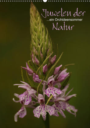 Juwelen der Natur – Ein Orchideensommer (Wandkalender 2021 DIN A2 hoch) von Stamm,  Dirk