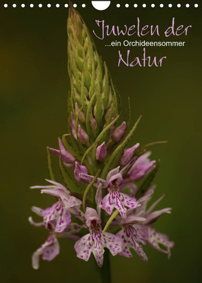 Juwelen der Natur – Ein Orchideensommer (Wandkalender 2022 DIN A4 hoch) von Stamm,  Dirk