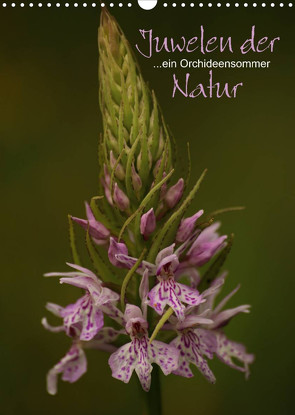 Juwelen der Natur – Ein Orchideensommer (Wandkalender 2023 DIN A3 hoch) von Stamm,  Dirk