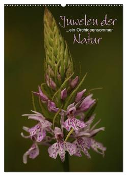 Juwelen der Natur – Ein Orchideensommer (Wandkalender 2024 DIN A2 hoch), CALVENDO Monatskalender von Stamm,  Dirk