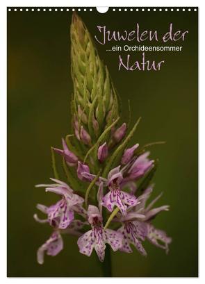 Juwelen der Natur – Ein Orchideensommer (Wandkalender 2024 DIN A3 hoch), CALVENDO Monatskalender von Stamm,  Dirk