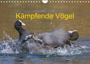 Kämpfende Vögel (Wandkalender 2023 DIN A4 quer) von Martin (GDT),  Wilfried