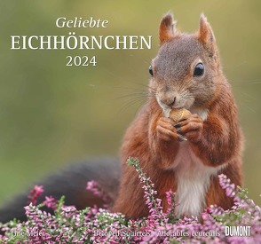 Geliebte Eichhörnchen 2024 – DUMONT Wandkalender – mit den wichtigsten Feiertagen – Format 38,0 x 35,5 cm von Christine,  Meier