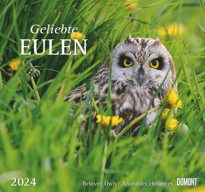 Geliebte Eulen 2024 – DUMONT Wandkalender – mit den wichtigsten Feiertagen – Format 38,0 x 35,5 cm