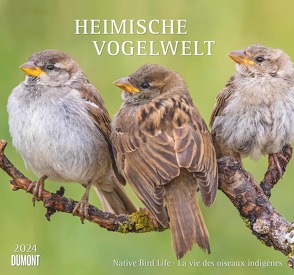 Heimische Vogelwelt 2024 – DUMONT Wandkalender – mit den wichtigsten Feiertagen – Format 38,0 x 35,5 cm