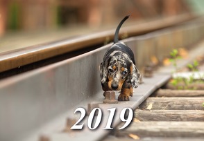Kalender 2019 von Canimos,  Verlag