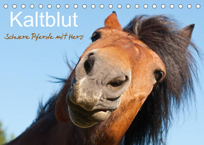 Kaltblut – schwere Pferde mit Herz (Tischkalender 2023 DIN A5 quer) von Bölts,  Meike