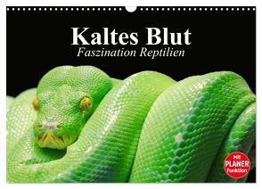 Kaltes Blut. Faszination Reptilien (Wandkalender 2024 DIN A3 quer), CALVENDO Monatskalender von Stanzer,  Elisabeth