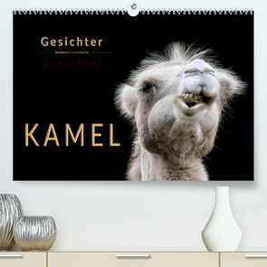Kamel Gesichter (Premium, hochwertiger DIN A2 Wandkalender 2023, Kunstdruck in Hochglanz) von Roder,  Peter