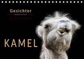 Kamel Gesichter (Tischkalender 2021 DIN A5 quer) von Roder,  Peter