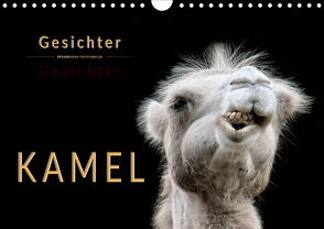Kamel Gesichter (Wandkalender 2021 DIN A4 quer) von Roder,  Peter