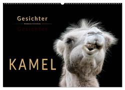 Kamel Gesichter (Wandkalender 2024 DIN A2 quer), CALVENDO Monatskalender von Roder,  Peter