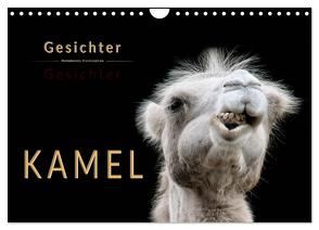 Kamel Gesichter (Wandkalender 2024 DIN A4 quer), CALVENDO Monatskalender von Roder,  Peter