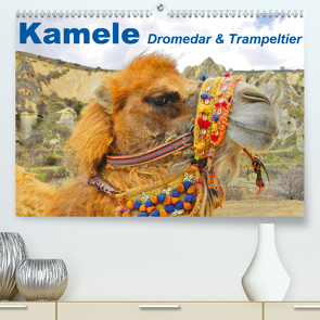 Kamele • Dromedar & Trampeltier (Premium, hochwertiger DIN A2 Wandkalender 2021, Kunstdruck in Hochglanz) von Stanzer,  Elisabeth