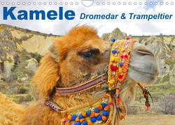 Kamele • Dromedar & Trampeltier (Wandkalender 2023 DIN A4 quer) von Stanzer,  Elisabeth