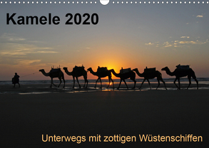 Kamele 2020 – Unterwegs mit zottigen WüstenschiffenCH-Version (Wandkalender 2020 DIN A3 quer) von Weber,  Melanie