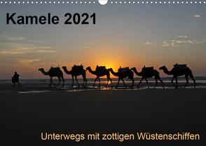 Kamele 2021 – Unterwegs mit zottigen WüstenschiffenCH-Version (Wandkalender 2021 DIN A3 quer) von Weber,  Melanie