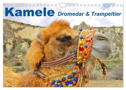 Kamele • Dromedar & Trampeltier (Wandkalender 2024 DIN A4 quer), CALVENDO Monatskalender von Stanzer,  Elisabeth