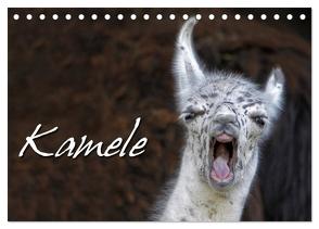 Kamele (Tischkalender 2024 DIN A5 quer), CALVENDO Monatskalender von Berg,  Martina