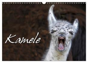 Kamele (Wandkalender 2024 DIN A3 quer), CALVENDO Monatskalender von Berg,  Martina