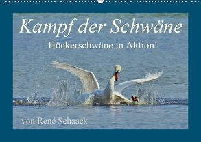 Kampf der Schwäne. Höckerschwäne in Aktion! (Wandkalender 2019 DIN A2 quer) von Schaack,  René