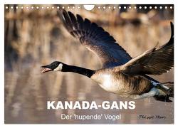 KANADA-GANS – Der ‚hupende‘ Vogel (Wandkalender 2024 DIN A4 quer), CALVENDO Monatskalender von Henry,  Philippe