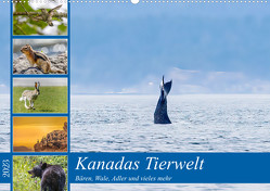 Kanadas Tierwelt – Bären, Wale und vieles mehr (Wandkalender 2023 DIN A2 quer) von ellenlichtenheldt