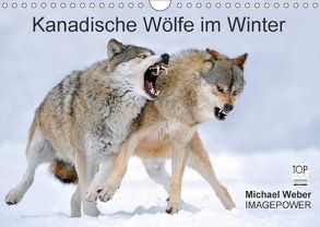Kanadische Wölfe im Winter (Wandkalender 2018 DIN A4 quer) von Weber,  Michael